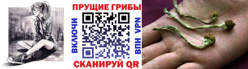 Галлюциногенные грибы GOLDEN TEACHER  хочу   Сысерть 